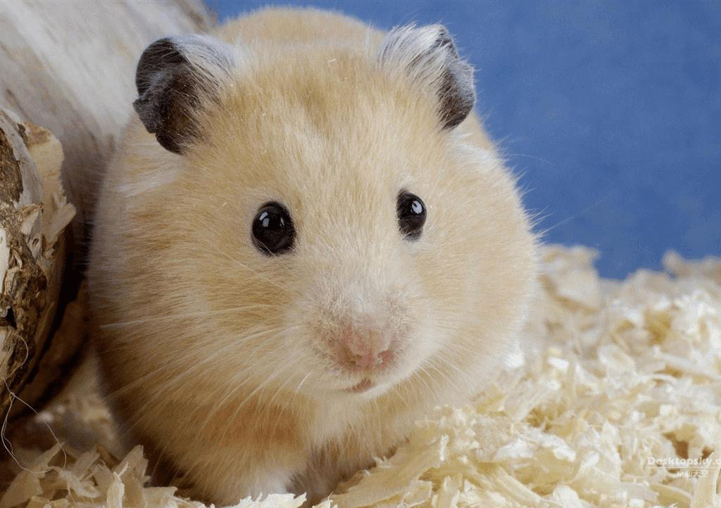 原来这样的仓鼠是要生宝宝了!主人可不要傻傻