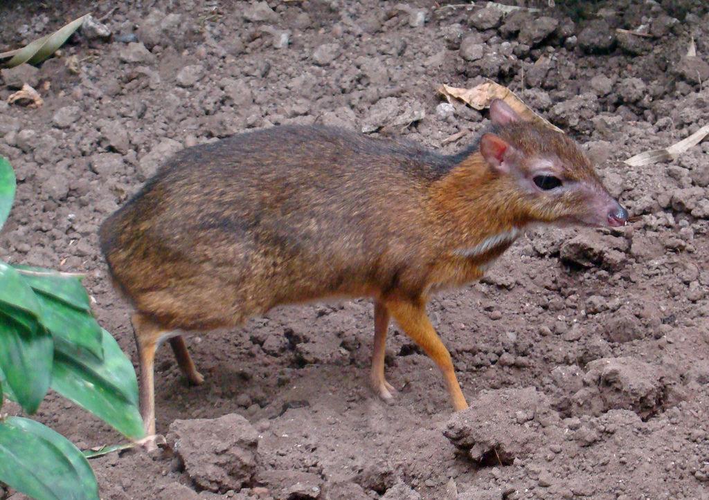 据了解,人类已经发现了300多万种动物,700多万种植物.