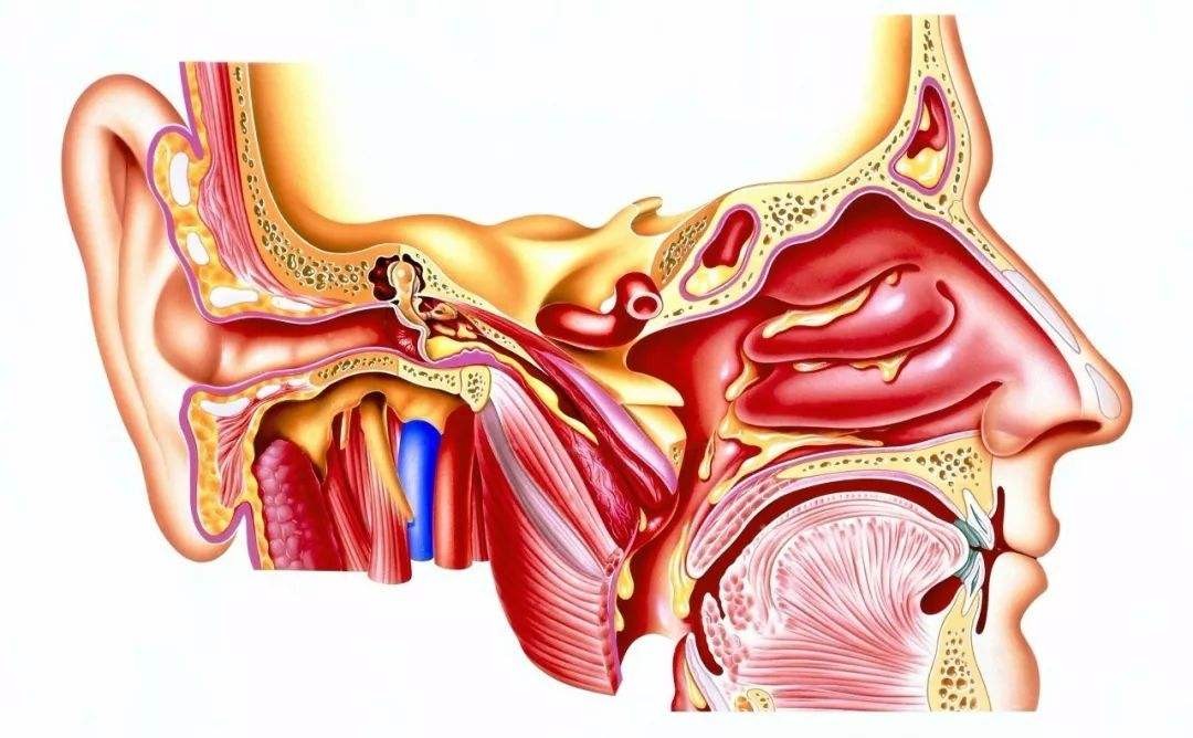 急性外耳道炎的症状和治疗方法盘点