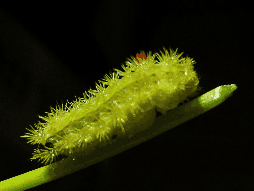 洋辣子并非它的学名,它的学名叫刺蛾.