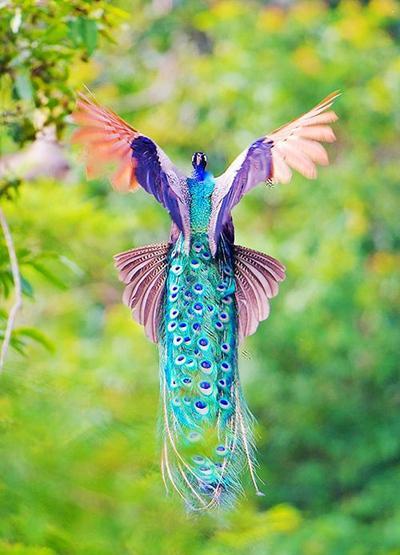 抓拍: 罕见的孔雀空中飞翔, 如同凤凰一样美如画, 时速高达16公里