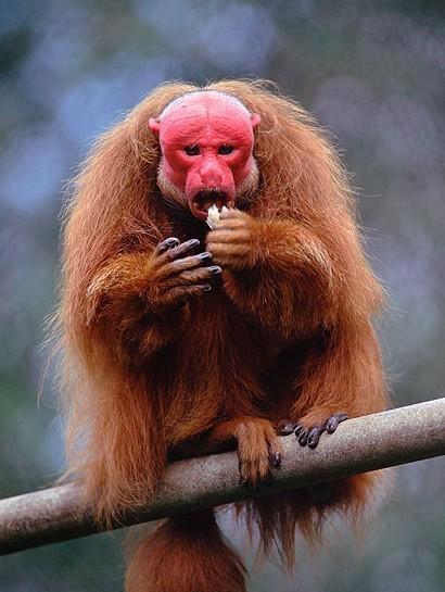 地球上10大最怪异的动物, 第一眼睛大于脑袋, 第九长相最滑稽