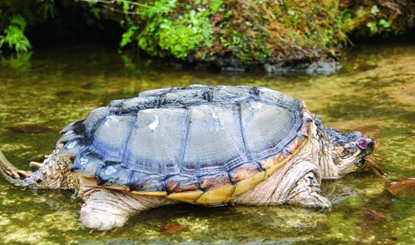 如何辨别水龟、陆龟、半水龟|水龟|陆龟|背甲_新浪新闻