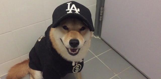 柴犬穿卫衣戴墨镜,妈呀,简直是狗中吴彦祖!