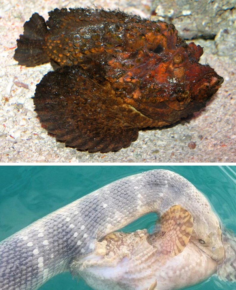 海毒王的"夺命绝招"(下)