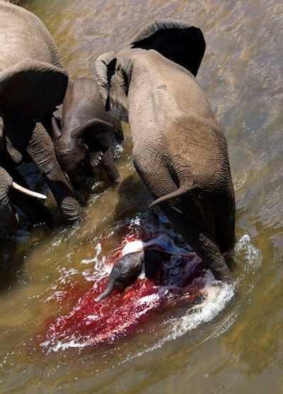 大象受伤血流成柱! 没想到竟让人拍手叫好?