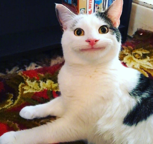 一只假笑猫这表情我能笑一整天