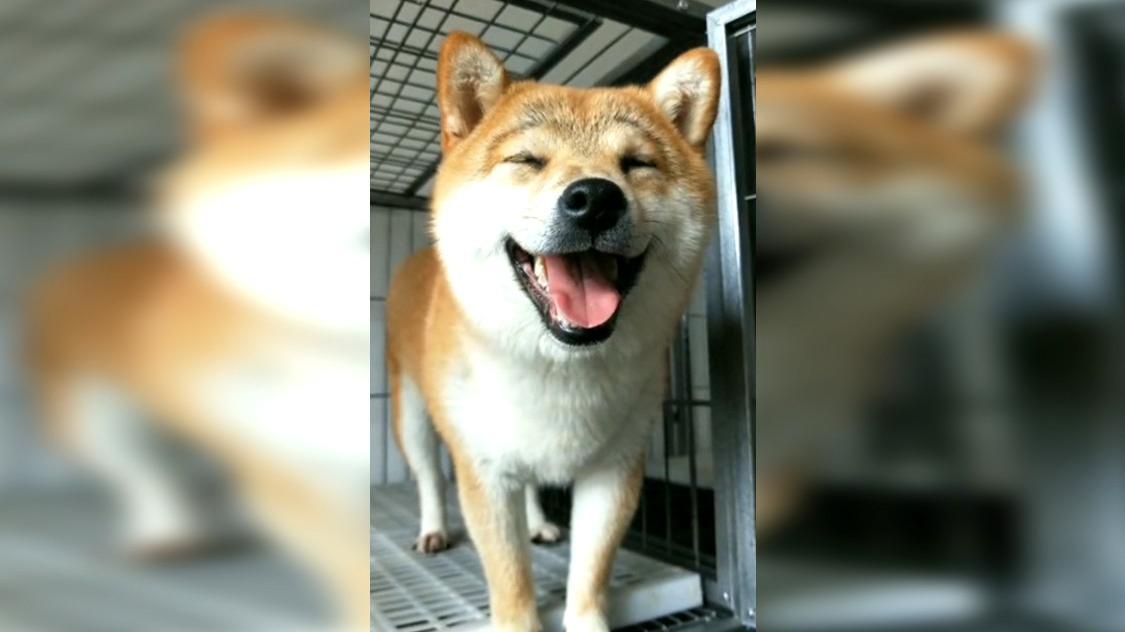 小主人与萨摩耶犬的搞笑瞬间,我差点笑岔气
