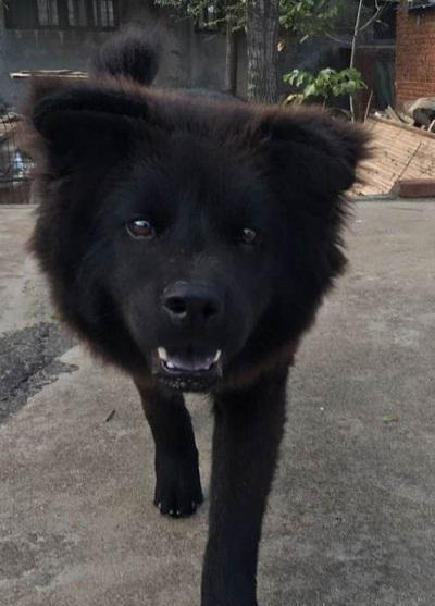 不起眼的小笨狗,七个月后脱变成一只威风凛凛的大黑狗,好不帅气