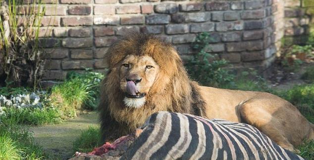 德国动物园养狮子直接喂斑马,长颈鹿肉!