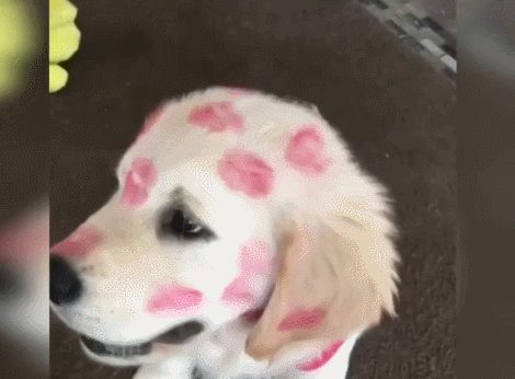 狗狗满脸是口红印女主喜拿狗试口红男网用我来试