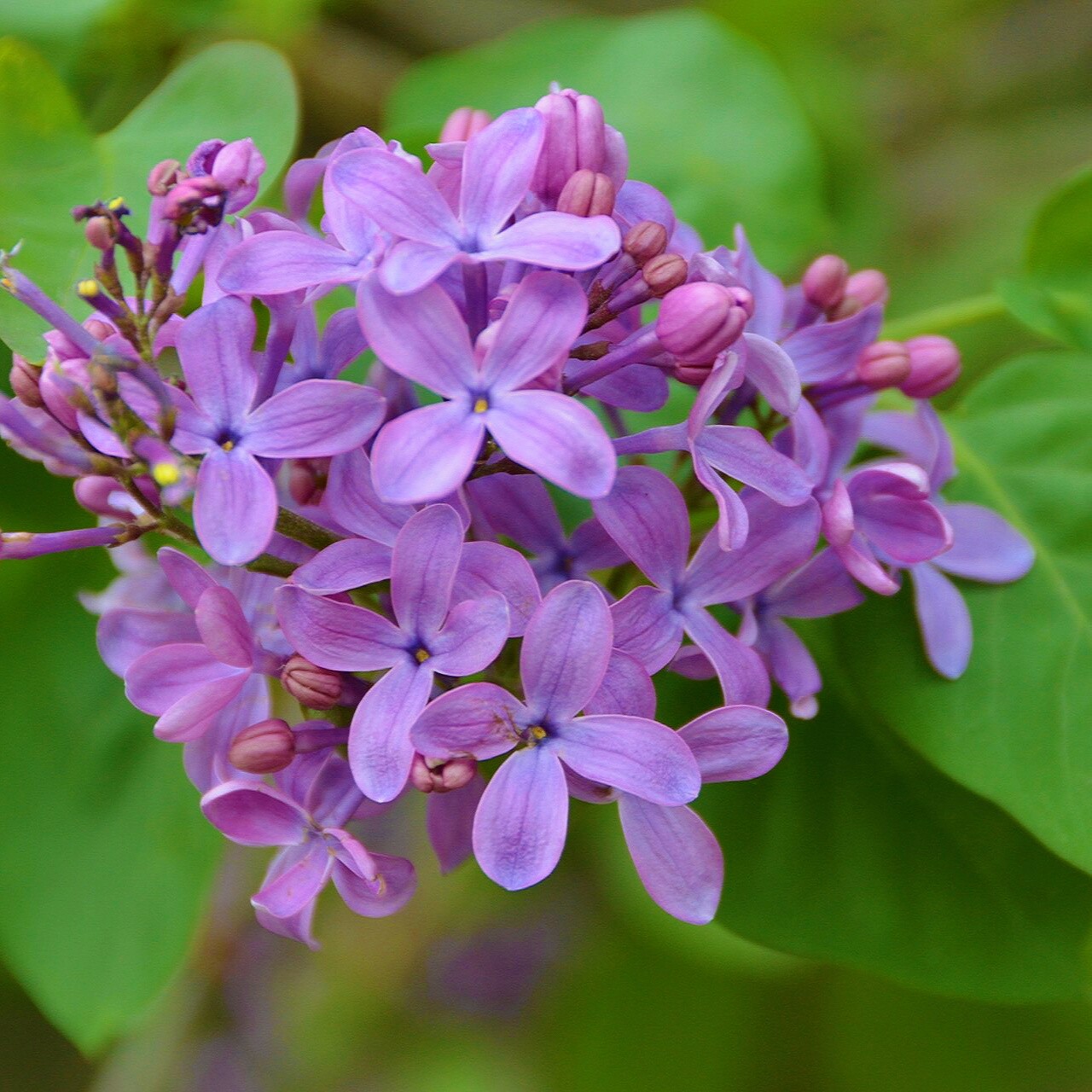 拉赫玛尼诺夫紫丁香图片