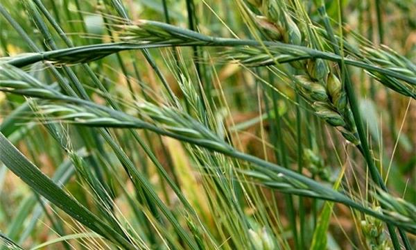 小麦作为主食之一,基本家家户户都会种植.