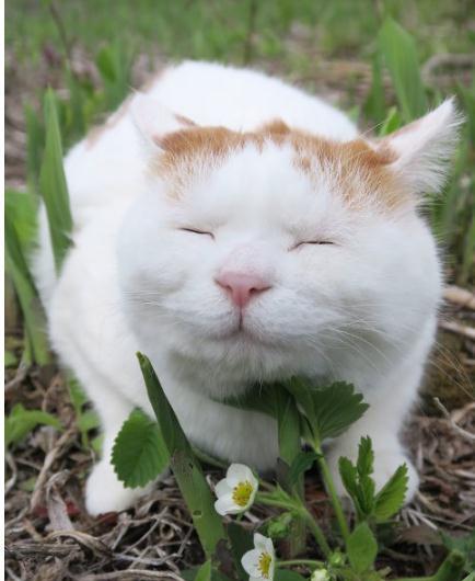 世界上最爱笑的猫,不管做什么事都露出幸福笑脸让铲屎官羡慕