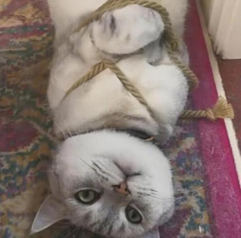 猫咪太调皮了,主人气的把它五花大绑,结果出来一看顿时无语了