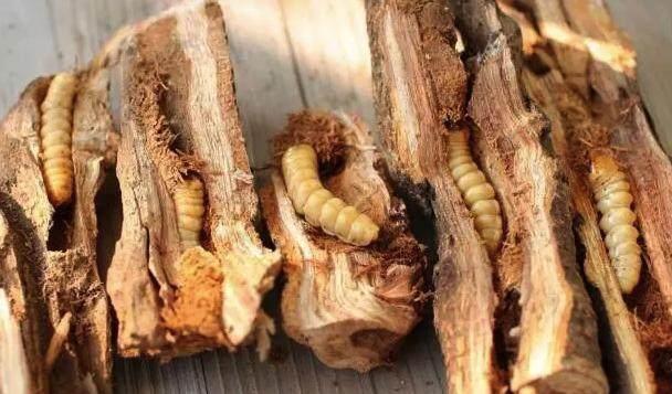 农村能吃的五种虫子,吃起来却能与城市菜肴相媲美?你敢吃吗?