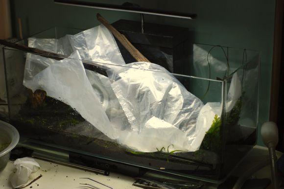 居家养鱼,这样翻缸既省事又安全!