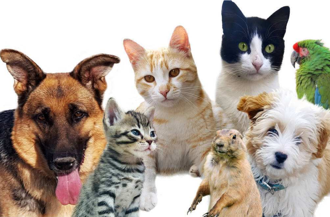 万万没想到兔子会喜欢吃鸡腿说好的爱吃萝卜爱吃菜呢