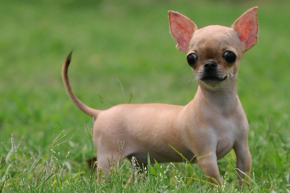 吉娃娃是世界上最小的犬种之一,是小型犬种里面最小的犬