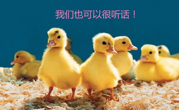 大马路上现奇观一队小鸭子排队走中间黑色那只是不走错了