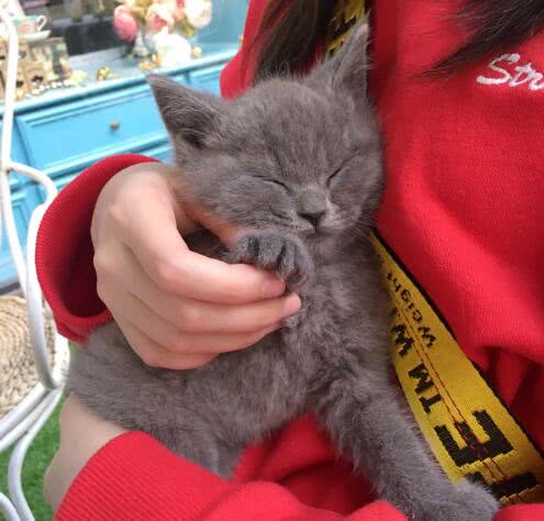 鞠婧祎留着中长发,剪了空气刘海,化着淡妆的她低头看着怀里的小猫咪