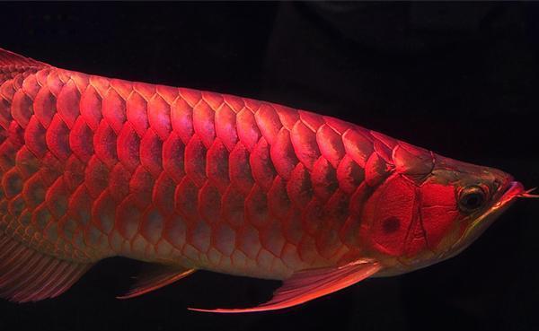 直击世界上最贵的饲养鱼, 一条的价值居然高达500万