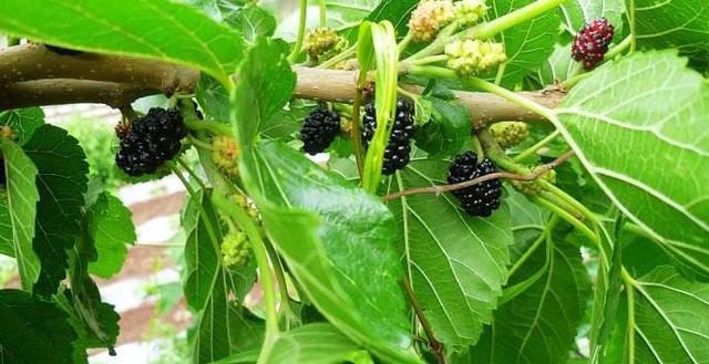 多吃4种食物有效降血脂,防动脉硬化|甘油三酯|桑叶|荞麦_新浪新闻
