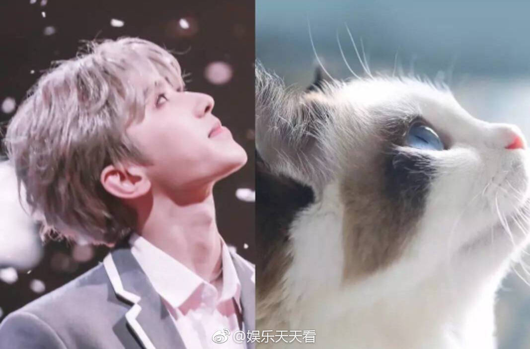 蔡徐坤猫颜蔡徐坤的五官真的好精致这次和帅气的猫咪撞上了