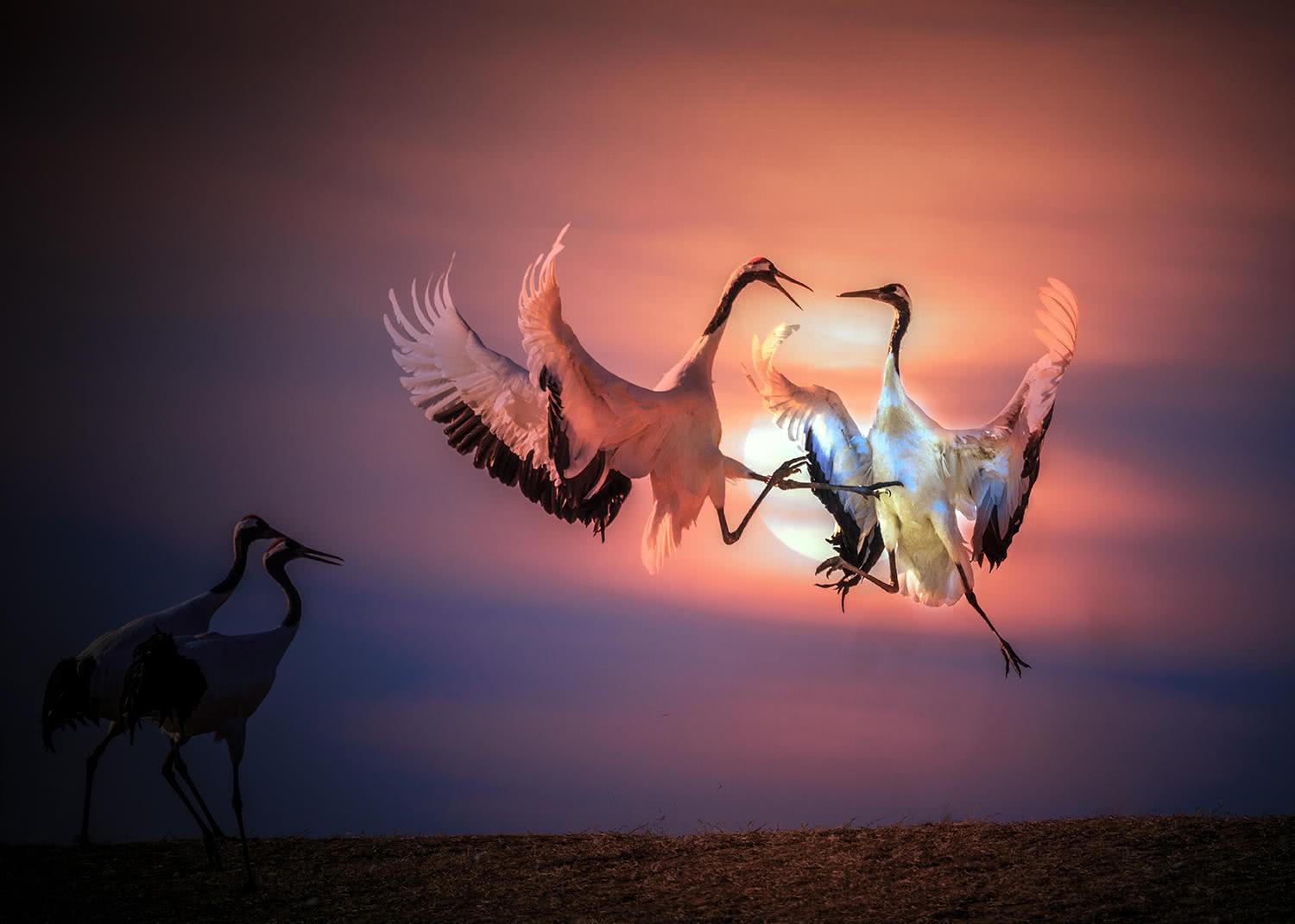 全球最大的丹顶鹤生态公园就在黑龙江,人与自然最和谐的画面!|丹顶鹤|