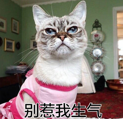 喵星人 二九八:别惹我生气!…作死!呕!滚!乖巧!巨凶