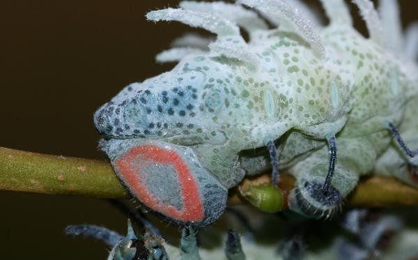 图看地球上最大的飞蛾, 有一只手那么大, 看起来像蛇的头部