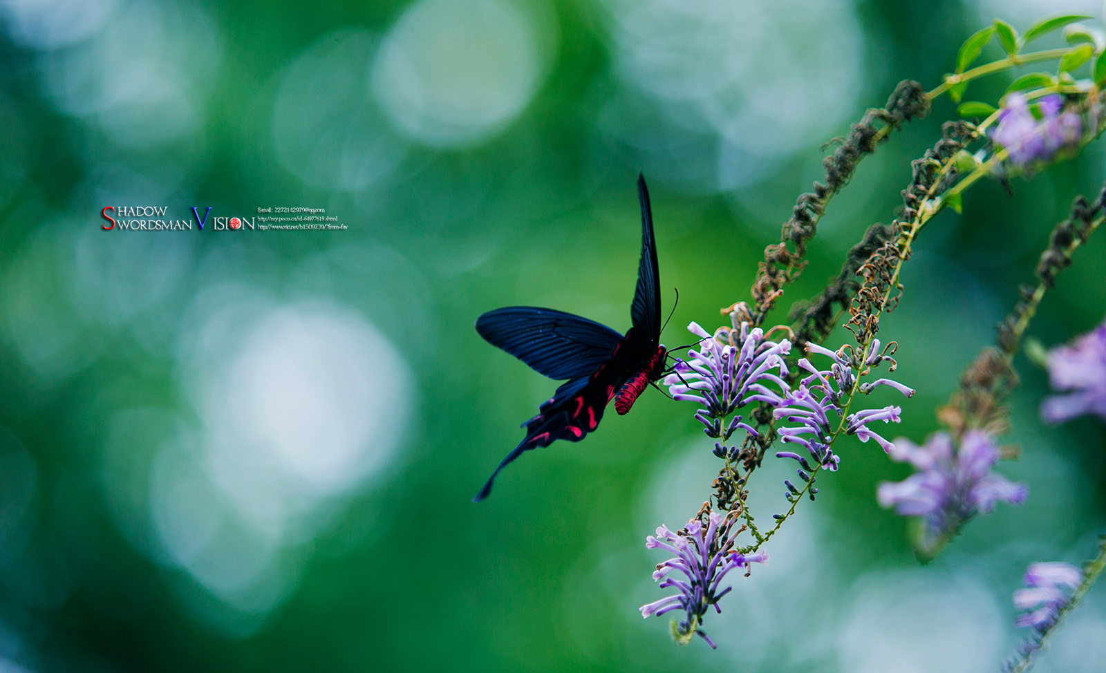 夏末微风徐徐,花境蝶影重重,花开蝶恋春常在,绿野仙踪任逍遥.