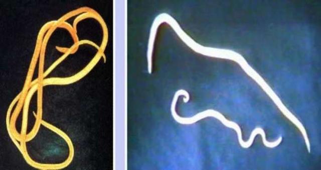 是由狗狗弓首蛔虫和狮弓首蛔虫寄生于狗狗的