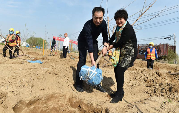 雄安新区雄县爱心企业家王玉清捐树绿化家乡