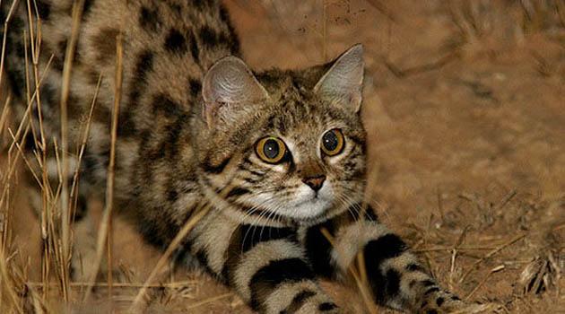 黑足猫一般体重在3斤左右,身体也会有黑色的班纹,远处看,很像一只小