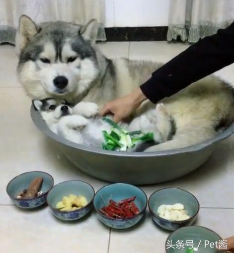 表情一脸无奈……网络上就有几只网红哈士奇都被狗主人弄的是生无可恋