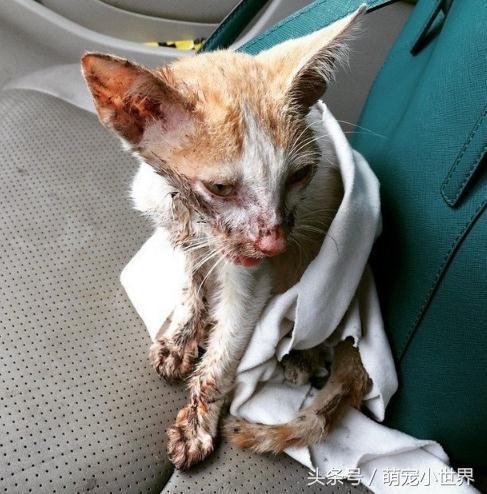 全身伤咕噜小猫被兽医判安乐死,一年后模样才看出橘猫基因的实力
