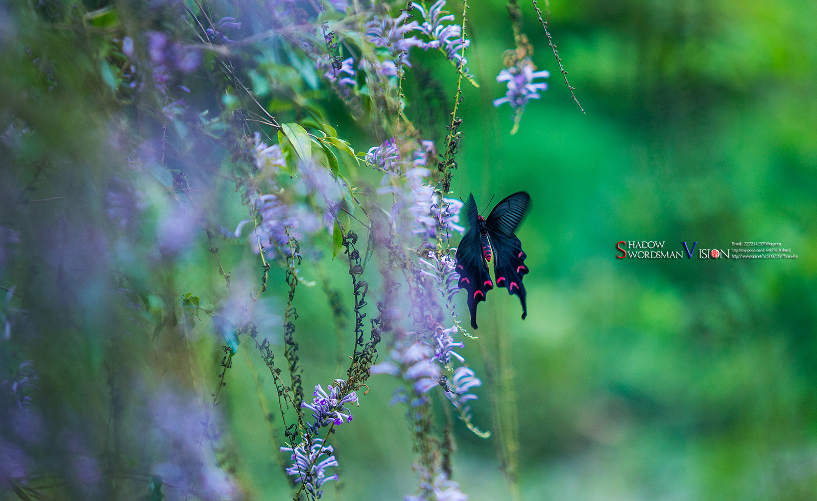 夏末微风徐徐,花境蝶影重重,花开蝶恋春常在,绿野仙踪任逍遥.