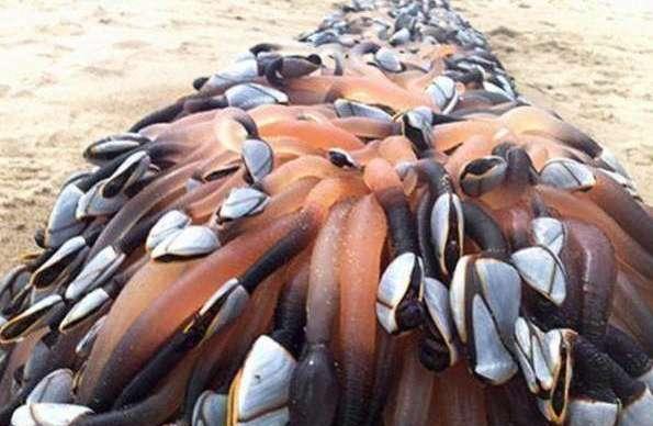 很多人因采摘它而丧命,售价4000元|鹅颈藤壶|鲍鱼|食材_新浪新闻