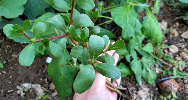农村有种"晒不死"的野草,在农村遭嫌弃,却在城里大受欢迎!