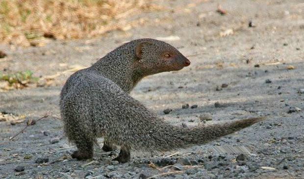 蛇獴就是毒蛇在自然界最强大的天敌,甚至没有之一