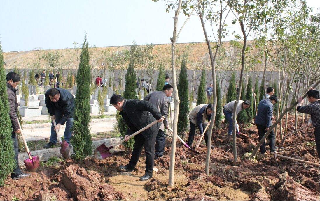 农村讲究多,坟前种树也有讲究,种错了福气也跑了