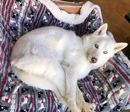 纯白色的二哈君遇到这样的主人真是狗生艰难啊