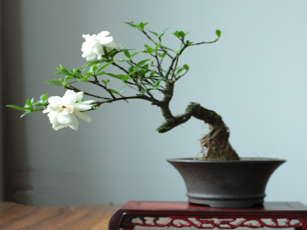 盆底埋点红再撒点酸水栀子花花开满树香气飘满屋