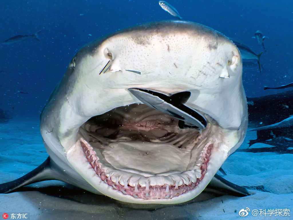 巴哈马老虎海滩,一名超胆侠摄影师冒着生命危险|巴哈马|超胆侠|虎鲨