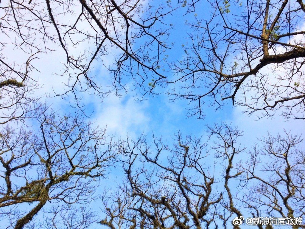 高大婀娜的藤萝雨树,把博鳌中原镇装扮得像一个梦幻的童话王国