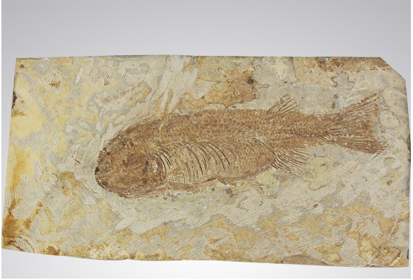 深圳永乐惊现世界最完整狼鳍鱼化石被赞堪称完美