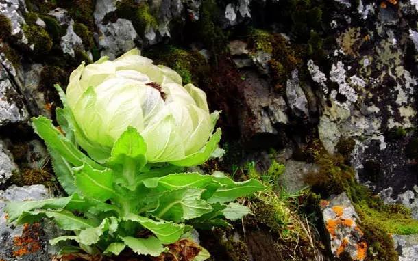 传说中的天山雪莲, 被誉为: 植物中的大熊猫!