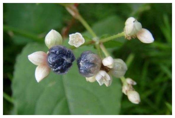 农村这野果形状像苍蝇眼睛,可以做凉茶清热去火|火炭母|野果|凉茶