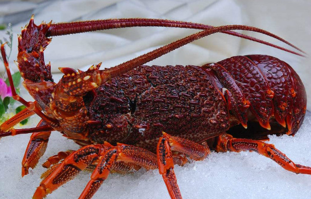 世界公认最贵的六种龙虾,见过三种绝对是土豪,吃过一种是有钱人